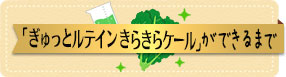 「ぎゅっとルテインきらきらケール」ができるまで