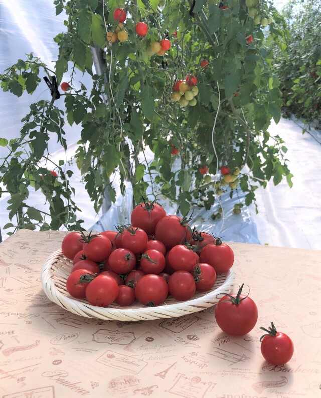 3種のトマト　おためしセット